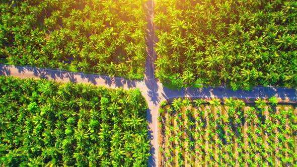 4K Aerial Wide view of Beautiful green coconut tree fields