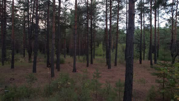 Evening Pine Forest