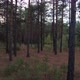 Evening Pine Forest - VideoHive Item for Sale