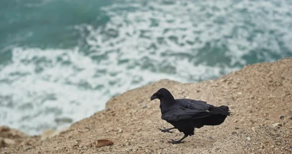 On the Beach Side Beautiful Black Crow Looking