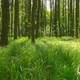 Forest - VideoHive Item for Sale