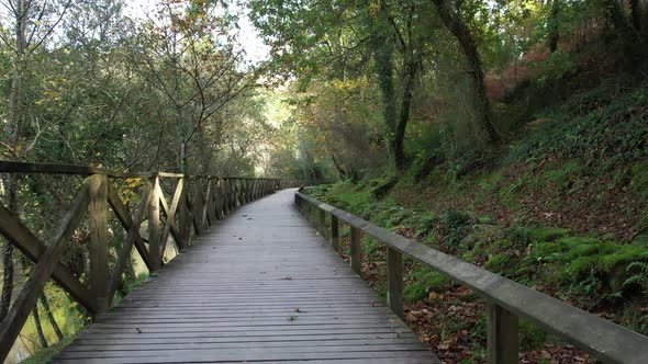 Walkway in The Forest. Nature Background.