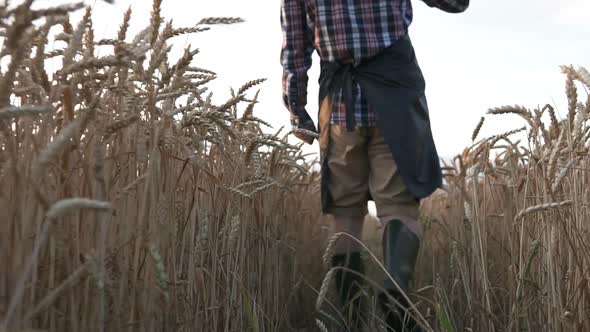 A farmer walks through a wheat field checking his harvest.