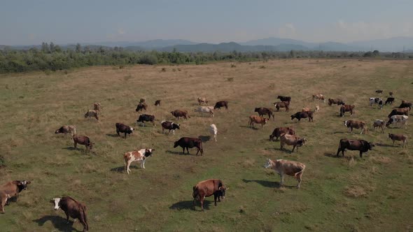 Herd of Cattle on Pasture in Summer