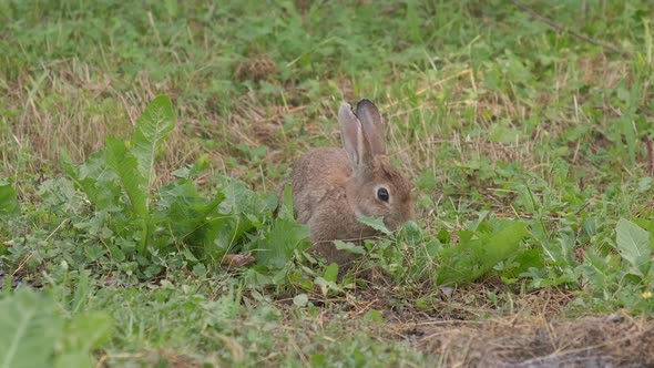 Wild European Rabbit