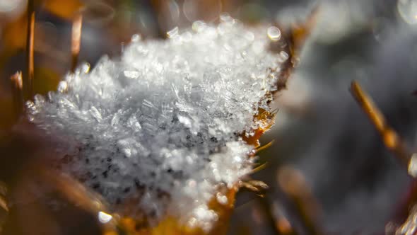 Close up macro timelapse of snow melting on a leaf