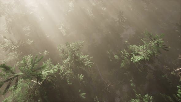 Aerial Sunrays in Forest with Fog alt