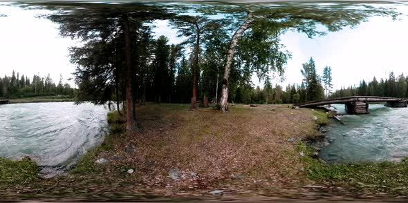 360 VR Virtual Reality of a Wild Forest