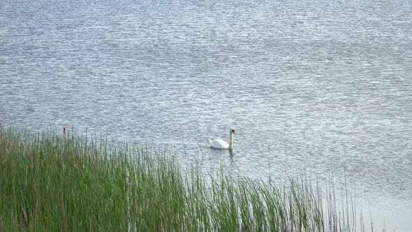 White Swan Floating The River