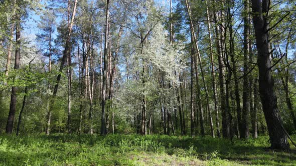 Green Forest During the Day Aerial View