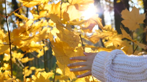 Hand In Knitted Sweater Touching Yellow Maple Leaves On Autumn Sunny Background