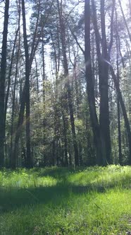 Vertical Video of Green Forest During the Day / Videohive