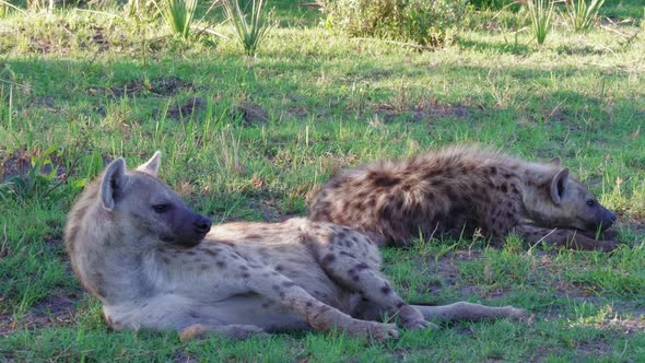 Two Spotted Hyenas rest in the shade on a morning in the grasslands of Botswana.