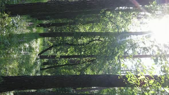 Vertical Video Aerial View Inside a Green Forest with Trees in Summer