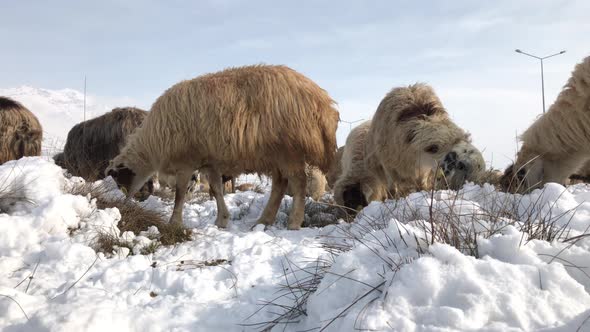 Sheep On A Snowy Field