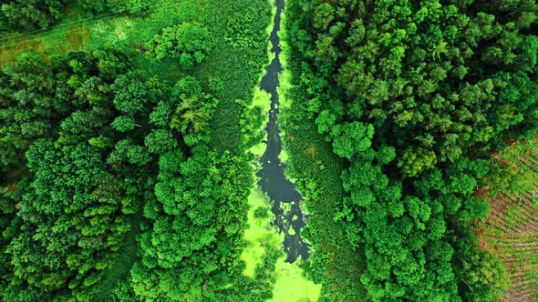 Aerial view of small river and green algae in summer.