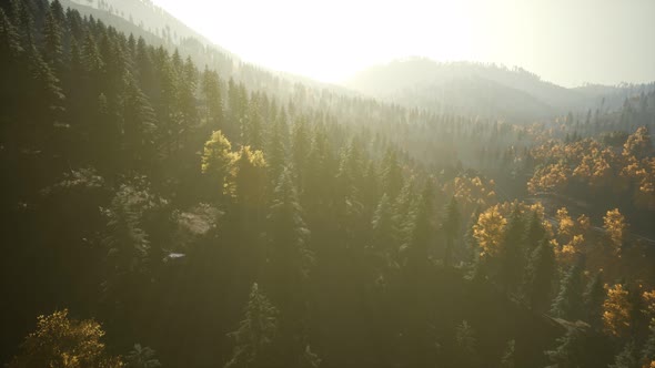 Aerial Drone View Flight Over Pine Tree Forest in Mountain at Sunset