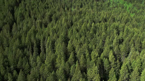 Aerial panning view of pine tree forest.