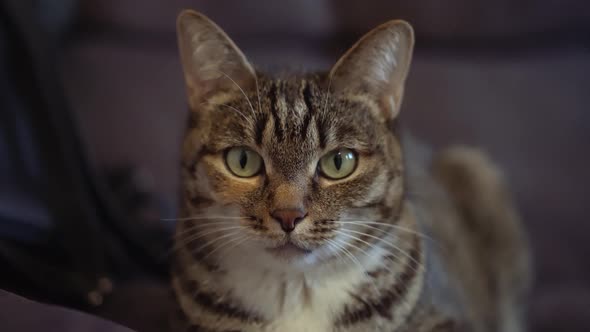 ordinary cat with green eyes