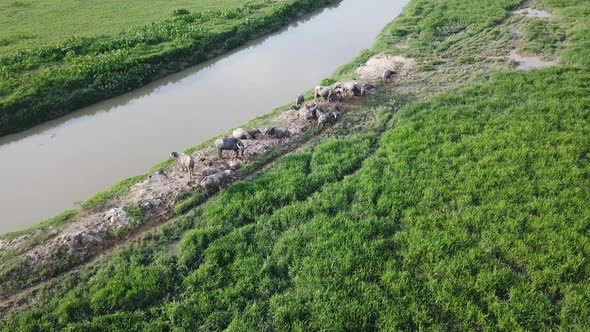 Water buffalo in Malay village