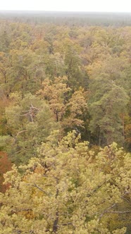 Vertical Video Forest with Trees in the Fall