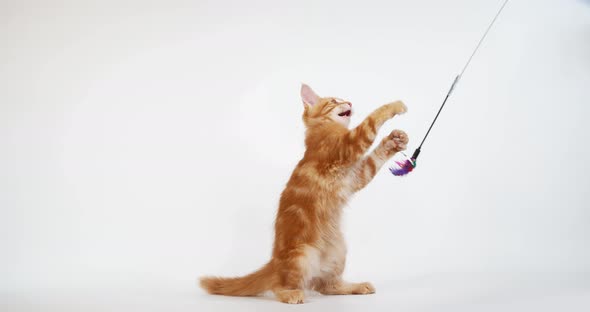 Cream Blotched Tabby Maine Coon, Domestic Cat, Kitten playing against White Background, Normandy