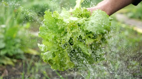 Closeup View of Fresh Bunch of Salad in Male Hands Under Stream of Fresh Water on Blurred Background