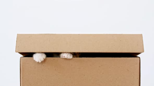Striped Grey Kitten in a Cardboard Box