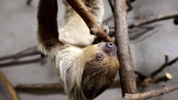 Amazing view of a sloth hanging upside down wide angle close up