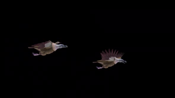 Asian Vultures - Himalayan Griffons - Two Birds - Flying Transition - Alpha Channel