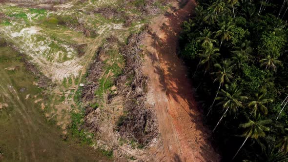 Aerial look down dry oil palm tree beside coconut palm tree