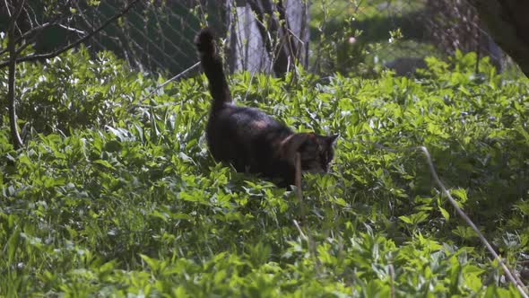 Cat Sneaking In The Grass