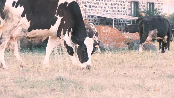 View From Below of a Herd of Cows Grazing in a Meadow