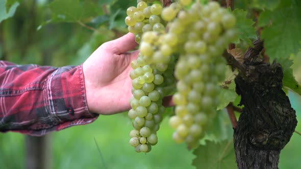 Farmer in the Vineyard Testing the Grapes Before Harvesting.