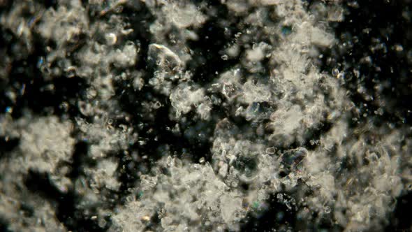 the Motion of Scorbutus Crystals Under a Microscope, an Alcoholic Solution of Ascorbic Acid
