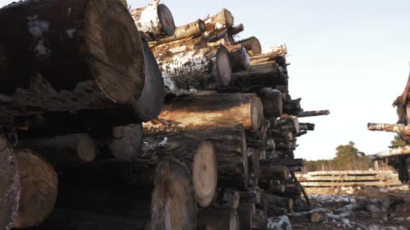 Old Rotten Wood Log at the Sawmill Ready for Shredding Crushing