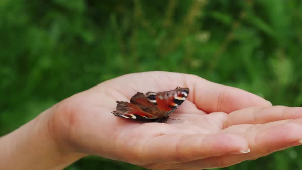 Close Up of Butterfly Sitting on the Women Hands