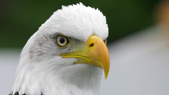bald eagle looks at you extreme closeup 4k slow motion