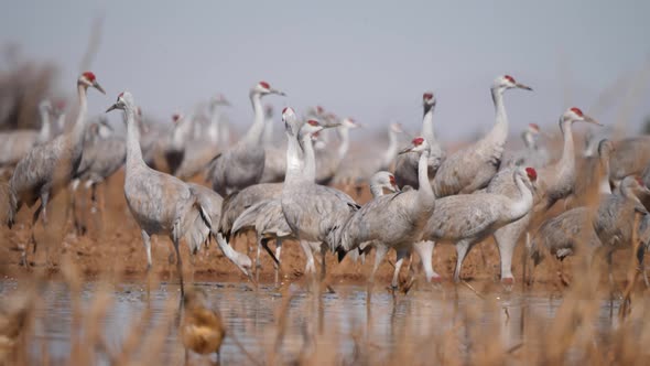 lock of sandhill cranes drinking from a dry bank in Arizona