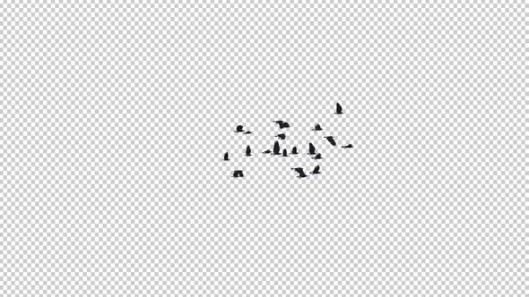 22 Black Birds - Flying Transition III alt
