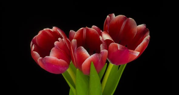 Timelapse of Red Tulips Flower Blooming on White Background.