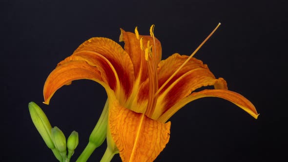 Lily Flower Blossom Timelapse