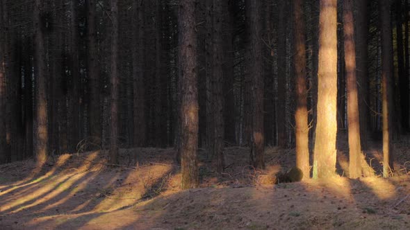 Timelapse of sunlight and shadows in a forest CROPPED