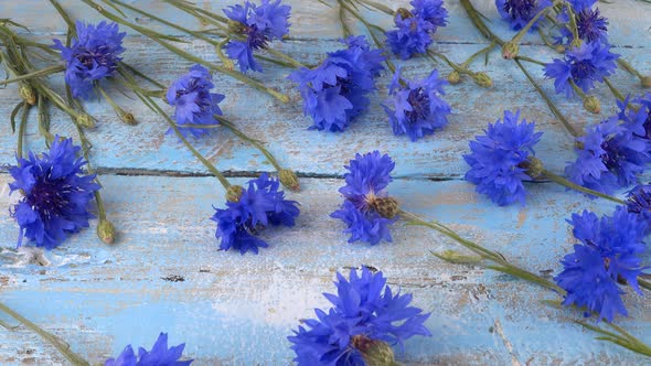 Fresh flowers of knapweeds on vintage light blue wooden tabletop.