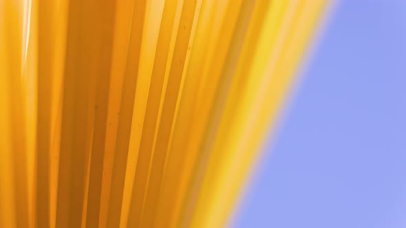 Close Up Background of Spaghetti Pasta