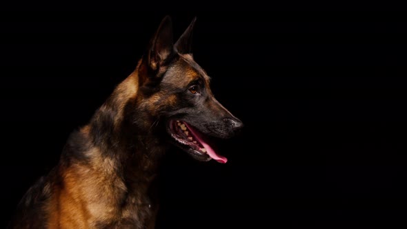 Shorthair Brown Malinois Bard Dog Catching Yellow Ball on Black Background