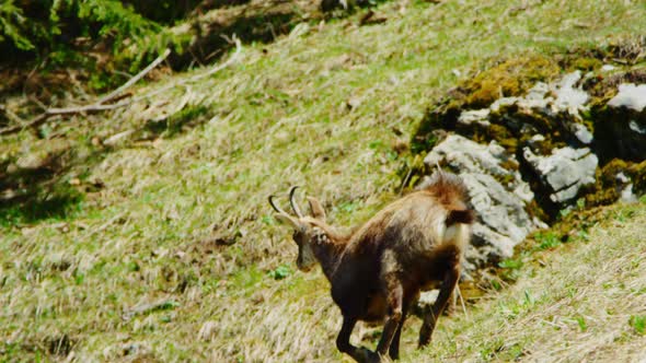 A chamois gets scared and runs away in slow motion