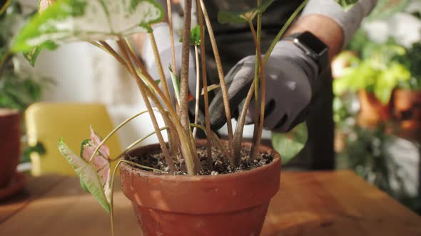 Man Planting Flowers in a Pot