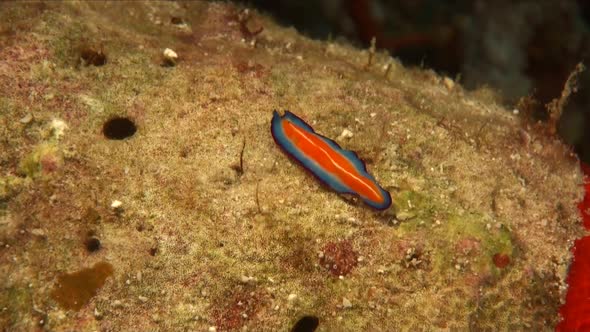 Red and blue Flatworming over hard coral