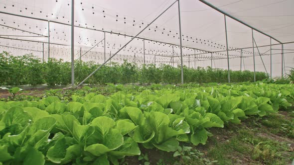 Vegetables growing in a greenhouse